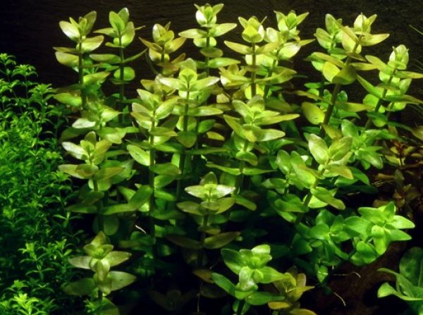 Bacopa caroliniana/ Carolina-Fettblatt